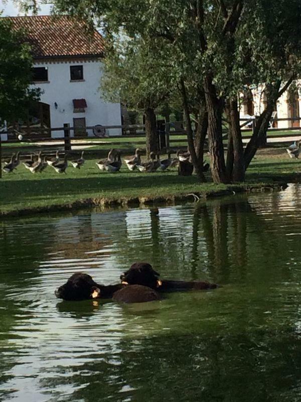Il Selgaro Agriturismo Ξενοδοχείο Zelarino Εξωτερικό φωτογραφία